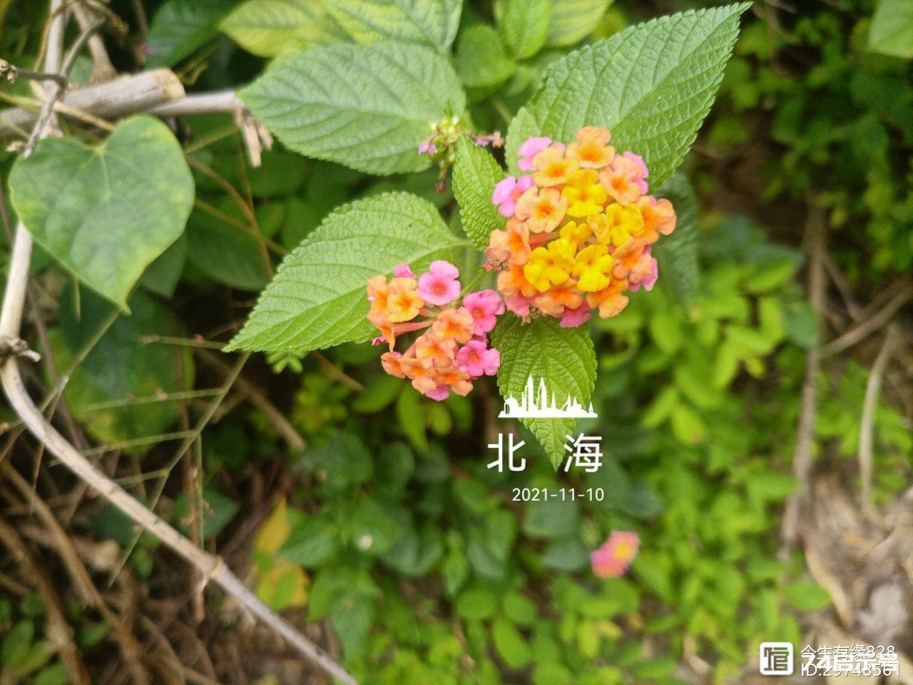 马缨丹