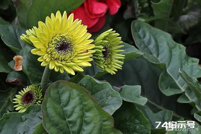 美丽的非洲菊