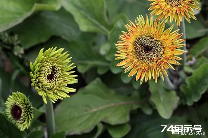 美丽的非洲菊