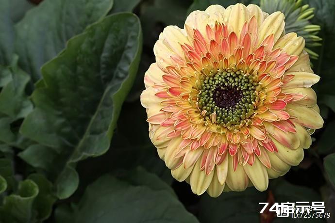 美丽的非洲菊