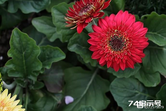 美丽的非洲菊