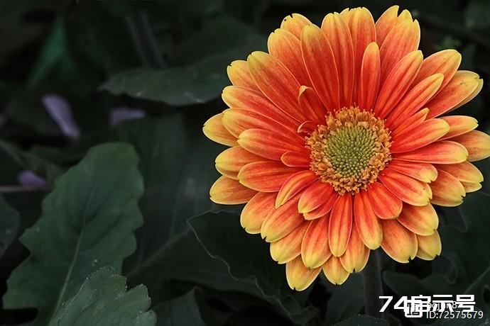 美丽的非洲菊