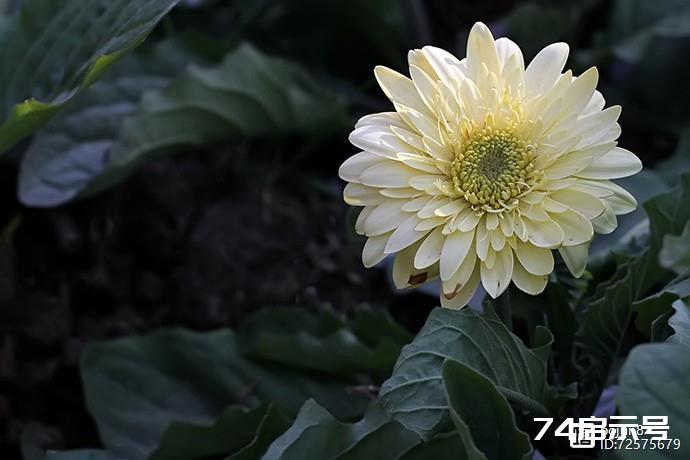 美丽的非洲菊