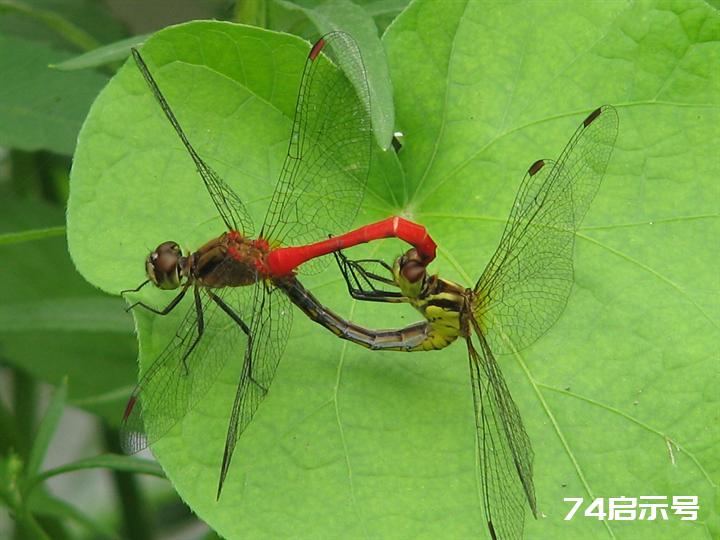 蜻蜓赤蜻大全（吉林市之蜻蜓调查2）