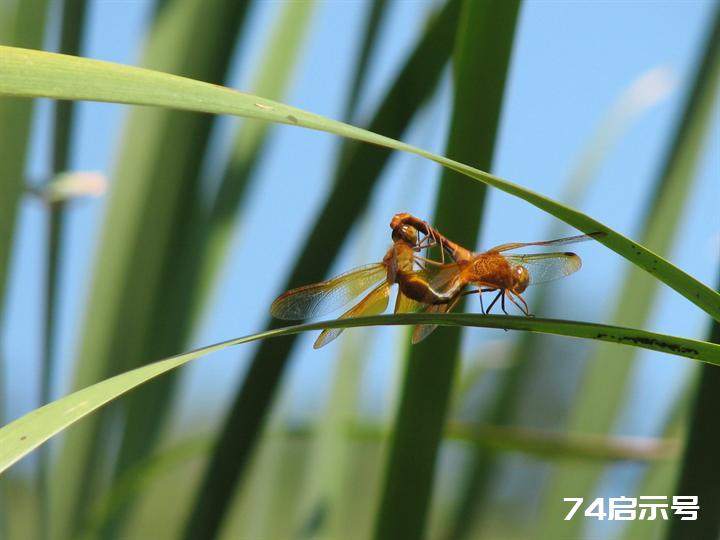 蜻蜓赤蜻大全（吉林市之蜻蜓调查2）