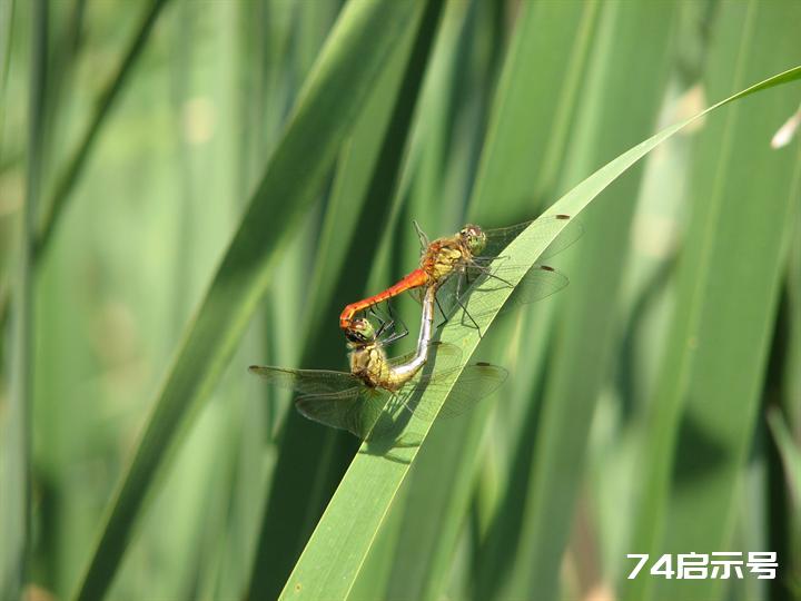 蜻蜓赤蜻大全（吉林市之蜻蜓调查2）