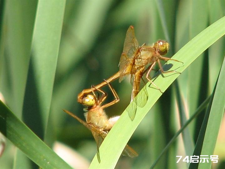 蜻蜓赤蜻大全（吉林市之蜻蜓调查2）