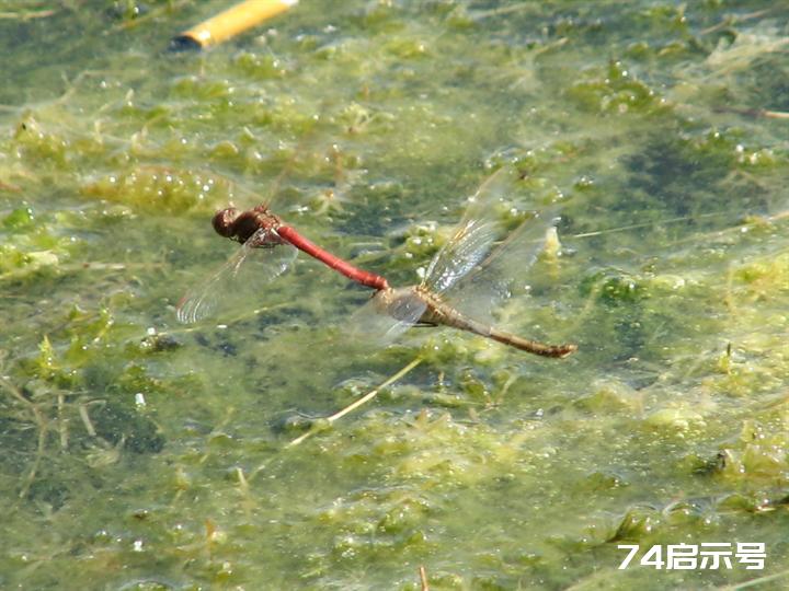 蜻蜓赤蜻大全（吉林市之蜻蜓调查2）