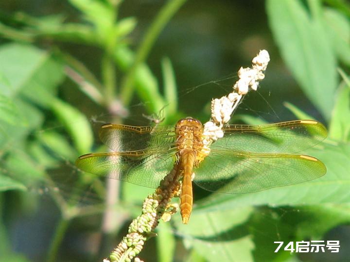 蜻蜓赤蜻大全（吉林市之蜻蜓调查2）