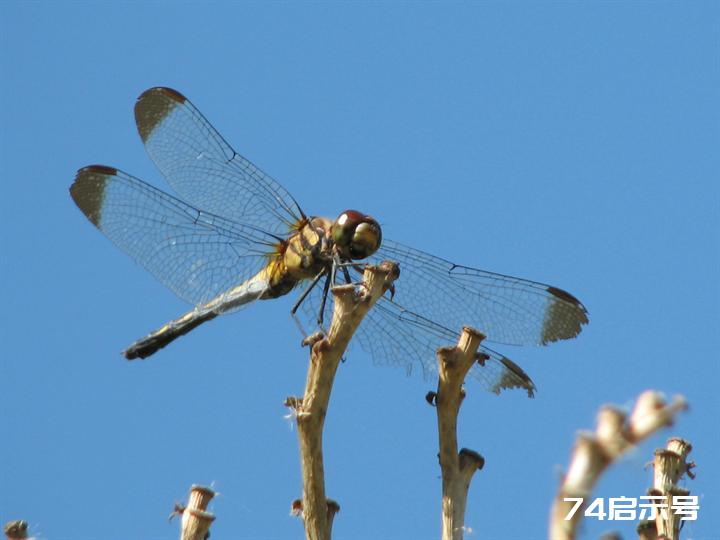 蜻蜓赤蜻大全（吉林市之蜻蜓调查2）