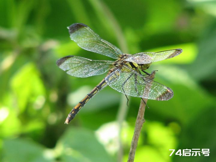 蜻蜓赤蜻大全（吉林市之蜻蜓调查2）