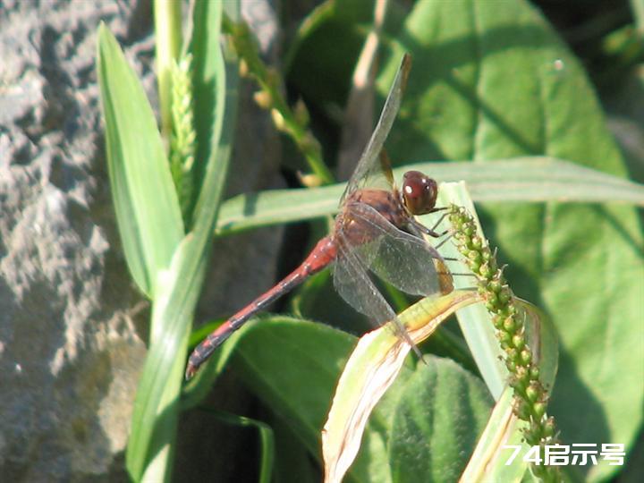 蜻蜓赤蜻大全（吉林市之蜻蜓调查2）