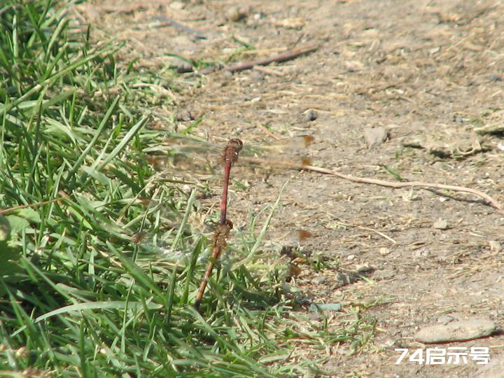 蜻蜓赤蜻大全（吉林市之蜻蜓调查2）