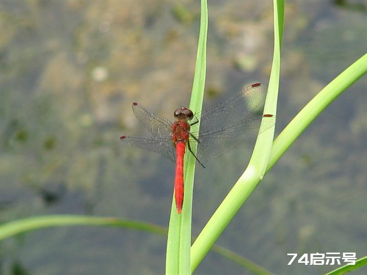 蜻蜓赤蜻大全（吉林市之蜻蜓调查2）