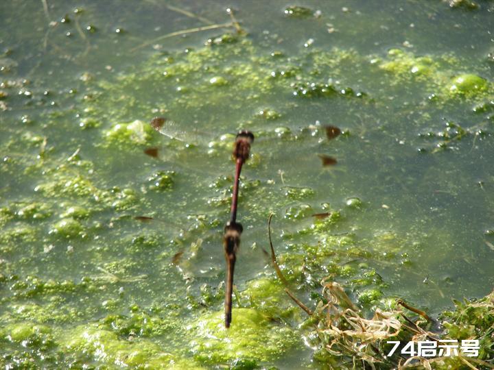 蜻蜓赤蜻大全（吉林市之蜻蜓调查2）