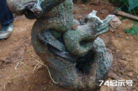纯河沙栽培下山桩技术