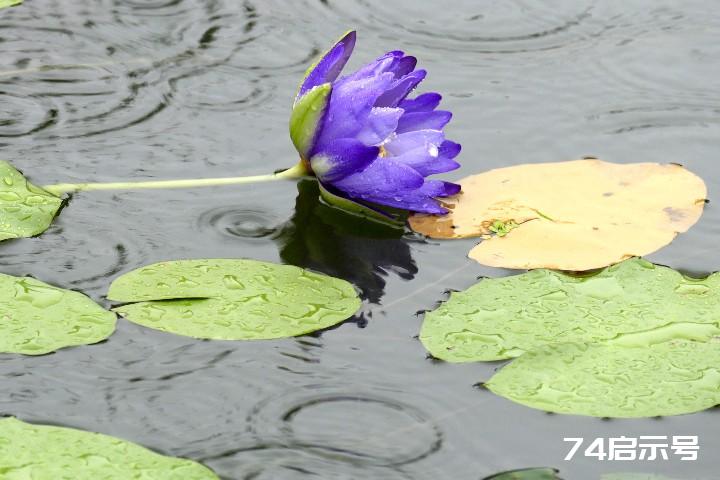 我的挚爱--雨中花