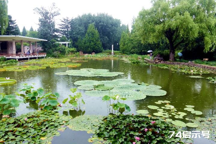 我的挚爱--雨中花