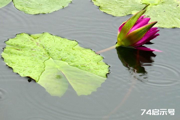 我的挚爱--雨中花