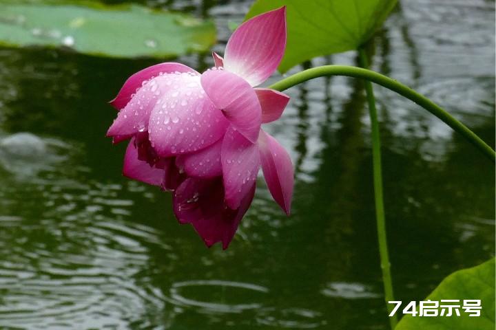 我的挚爱--雨中花