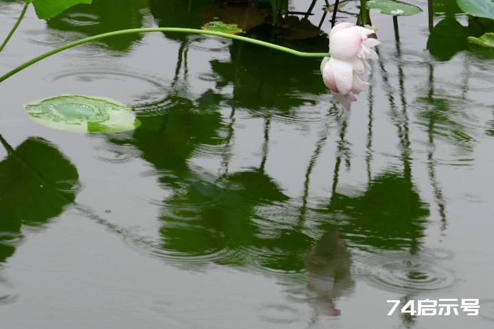 我的挚爱--雨中花