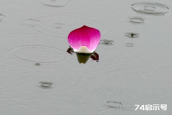 我的挚爱--雨中花