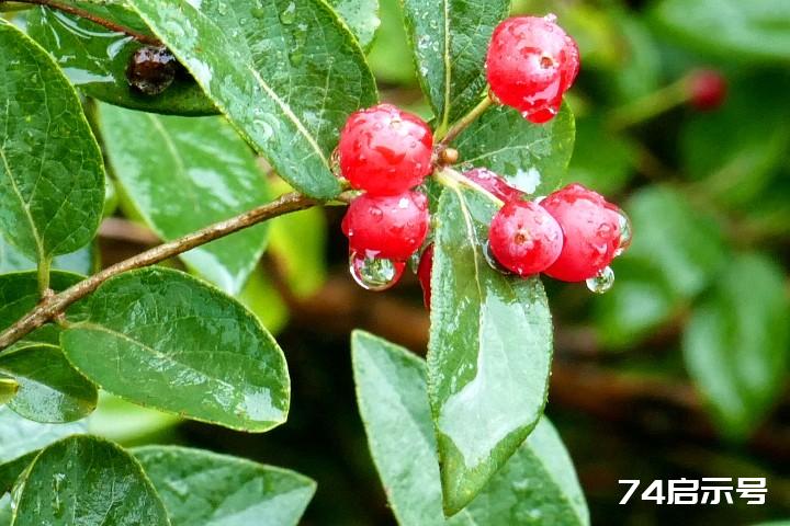 我的挚爱--雨中花