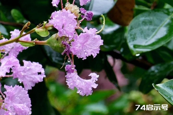 我的挚爱--雨中花