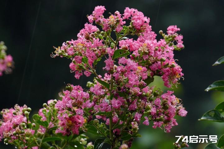 我的挚爱--雨中花