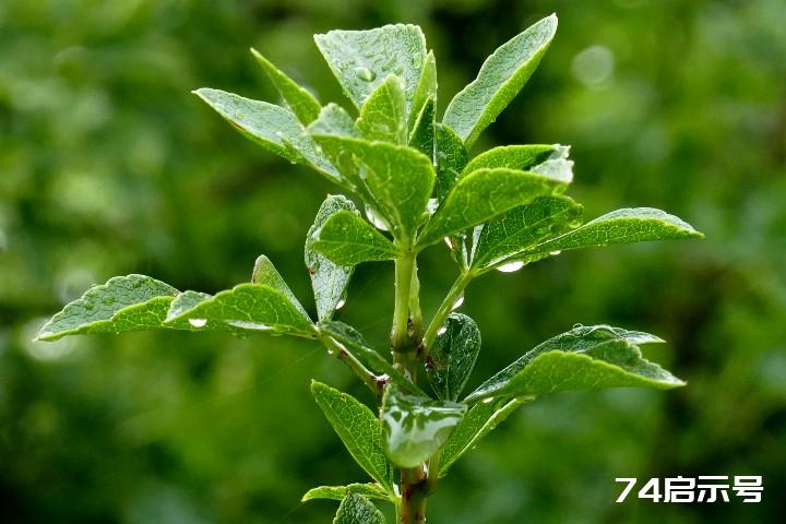 我的挚爱--雨中花