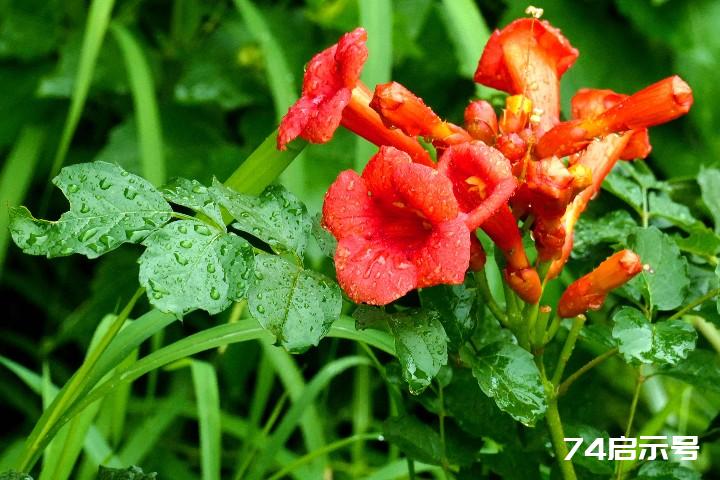 我的挚爱--雨中花