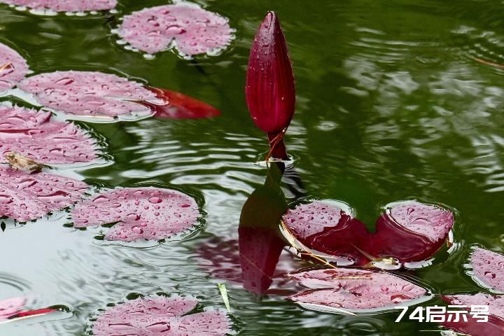 我的挚爱--雨中花