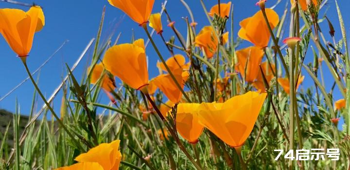 何正忠 美囯南加州遊记-209 拉古纳海岸野生公园里的罂粟花