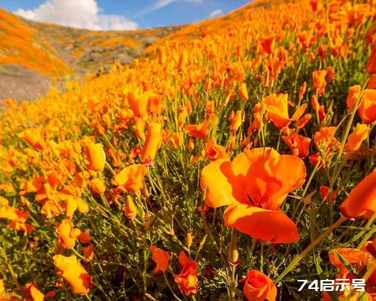 何正忠 美囯南加州遊记-209 拉古纳海岸野生公园里的罂粟花