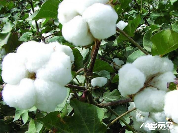 摄影：农作物中的主要品种--棉花的二个生长期图
