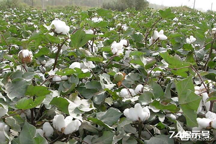 摄影：农作物中的主要品种--棉花的二个生长期图