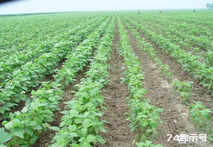 摄影：农作物中的主要品种--大豆的五个生长期图