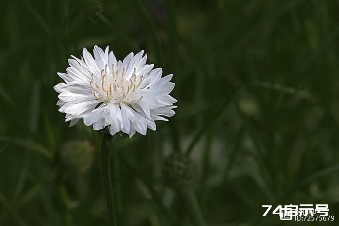 美丽的矢车菊（花卉摄影）