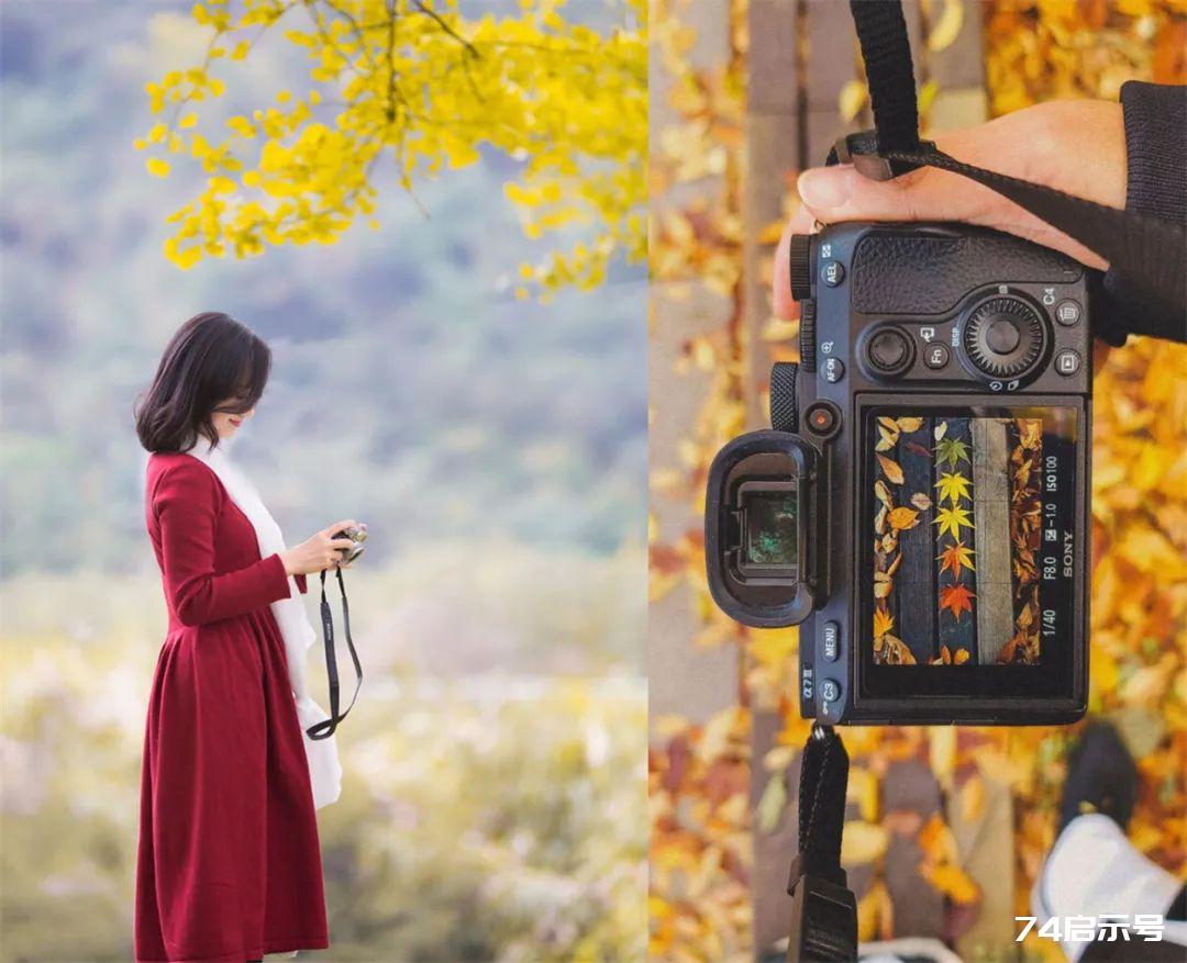 小树叶子如何拍成摄影大片？教你几招，拍摄浪漫唯美的创意照片