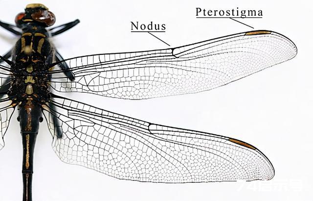 飞行界的王者：蜻蜓，科学家研究多年仍未完全搞清其奥秘
