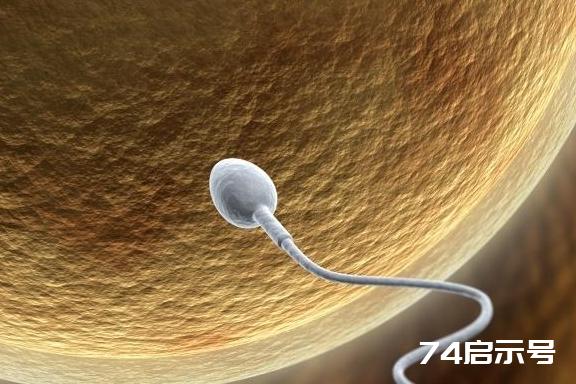 精子进入女性体内若没有“受精”，去哪里了？真的很“形象”