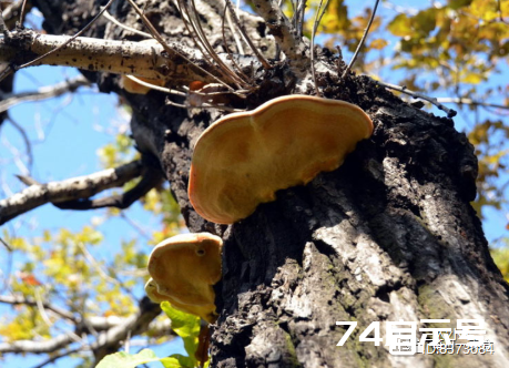 桑树上的“黄耳朵”，之前树上常见不被重视，如今才知千元一斤