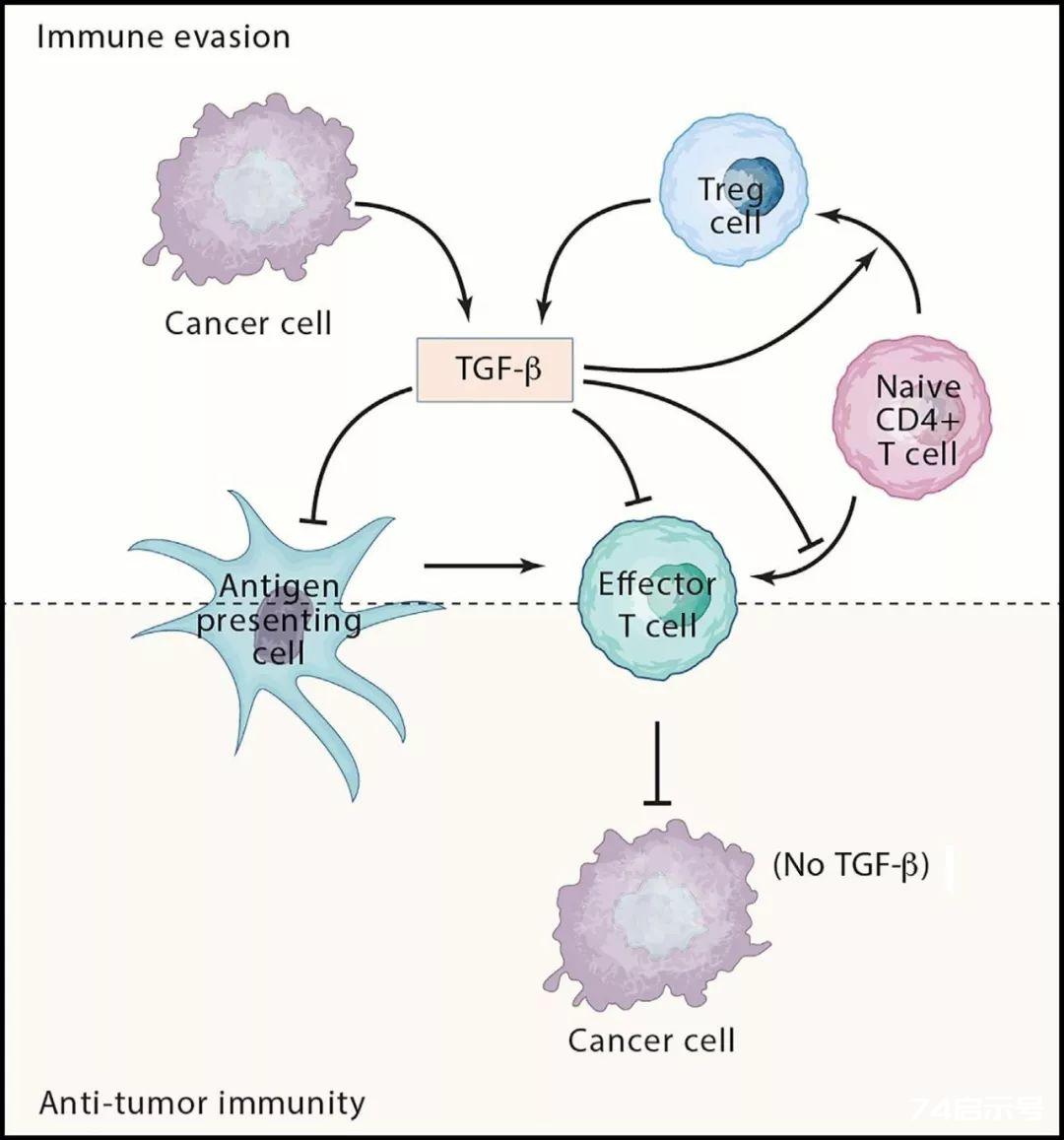 TGF-β：开启肿瘤免疫治疗新篇章