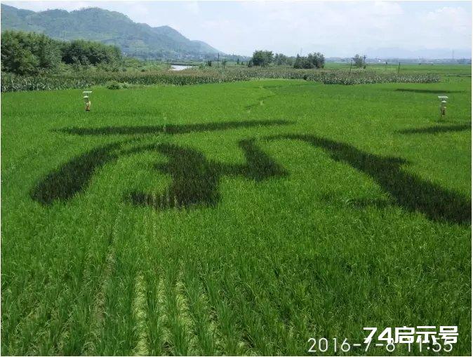 不用定点联线的稻田画 美丽秀山插秧过程