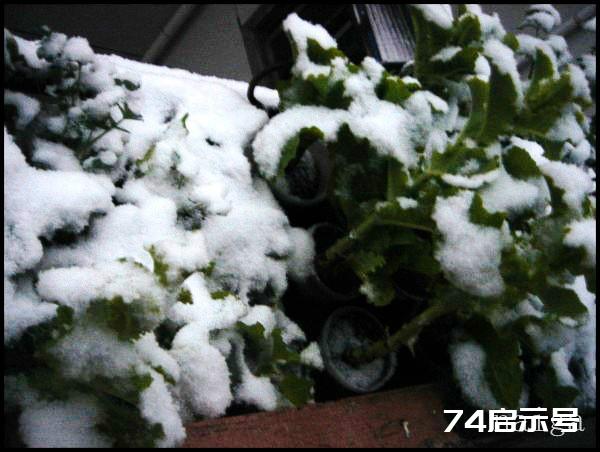 阳台菜农流水日志：大雪洗礼下的阳台菜