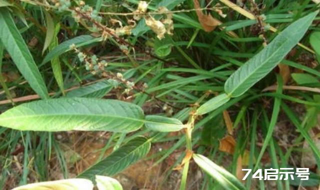 农村这种植物，人称“去瘤草”，用来泡茶好处多，还是天然防腐剂