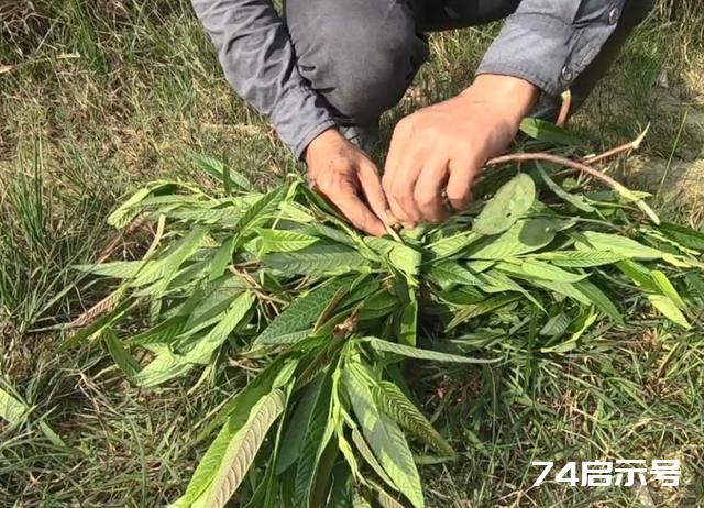 农村这种植物，人称“去瘤草”，用来泡茶好处多，还是天然防腐剂