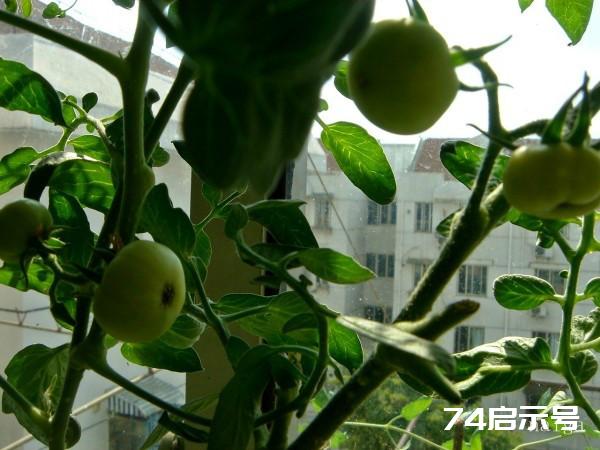 阳台菜农流水日志（12.10.08）