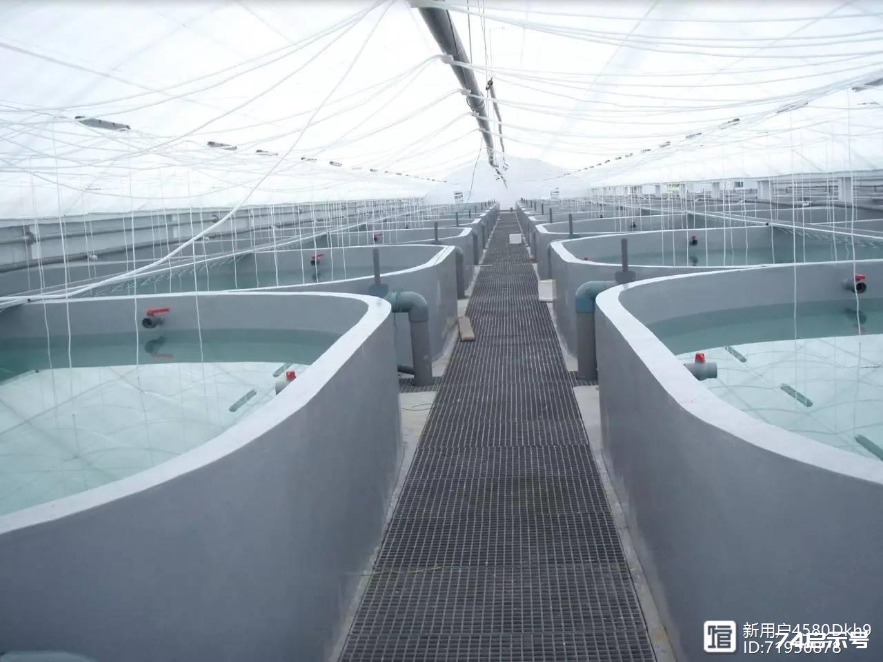 珍珠龙胆工厂化循环水养殖，效果显著