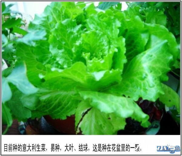 阳台菜农流水日志:3种生菜品种2种育苗方式对比（12.5.19）